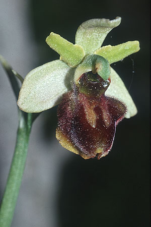 Ophrys ausonia \ Monti-Ausoni-Ragwurz / Monti Ausoni Orchid, I  Abruzzen/Abruzzo Isernia 6.6.2002 