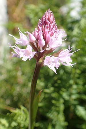 Traunsteinera globosa / Globe Orchid, I  Alpi Bergamasche, Pizzo Arera 7.6.2017 