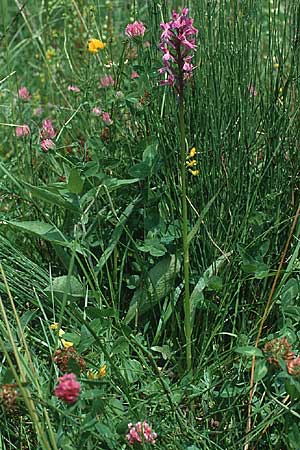 Dactylorhiza traunsteineri \ Traunsteiners Fingerwurz, Traunsteiners Knabenkraut / Narrow-Leaved Marsh Orchid, I  Ampola - See/Lake 30.6.1990 