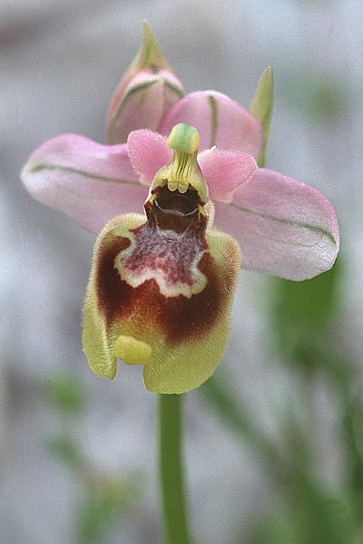 Ophrys tardans / Late-Flowering Bee Orchid, I  Lecce 15.4.1999 