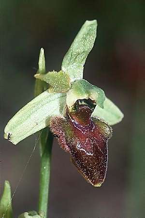 Ophrys classica / Fleet Bee Orchid (?), I  Fornovo 12.5.2001 