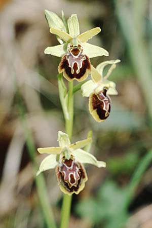 Ophrys tarquinia \ Tarquinia-Ragwurz / Tarquinia Bee Orchid, I  Toscana, Sassetta 27.4.2003 