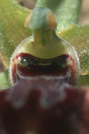 Ophrys tarquinia \ Tarquinia-Ragwurz, I  Toscana, Sassetta 27.4.2003 