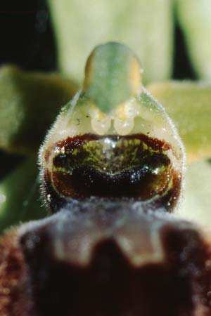 Ophrys classica \ Flotten-Ragwurz (?), I  Toscana 16.5.2005 