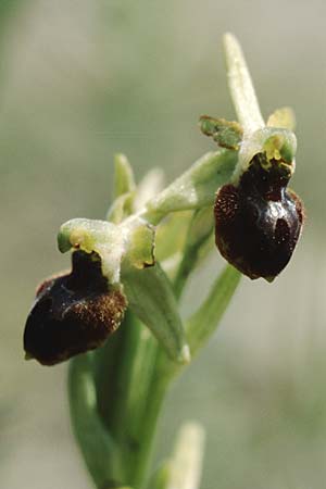Ophrys classica \ Flotten-Ragwurz (?), I  Toscana 16.5.2005 