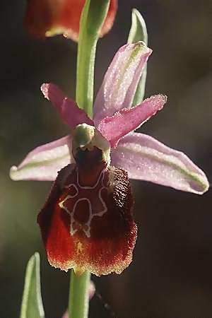 Ophrys exaltata subsp. tyrrhena \ Tyrrhenische Ragwurz, I  Monte Argentario 28.3.1998 