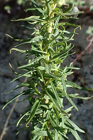 Antirrhinum siculum \ Sizilianisches Lwenmaul / Sicilian Snapdragon, Kefalonia/Cephalonia Argostoli 14.4.2024