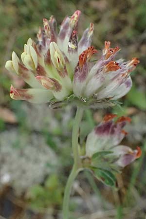 Anthyllis vulneraria subsp. pulchella \ Zierlicher Wundklee / Delicate Kidney Vetch, Kefalonia/Cephalonia Komitata 16.4.2024