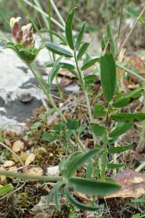 Anthyllis vulneraria subsp. pulchella \ Zierlicher Wundklee / Delicate Kidney Vetch, Kefalonia/Cephalonia Komitata 16.4.2024