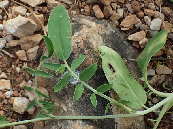 Anthyllis vulneraria subsp. pulchella \ Zierlicher Wundklee / Delicate Kidney Vetch, Kefalonia/Cephalonia Moni Kipouria 15.4.2024