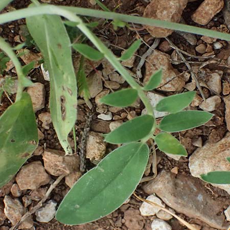 Anthyllis vulneraria subsp. pulchella \ Zierlicher Wundklee / Delicate Kidney Vetch, Kefalonia/Cephalonia Moni Kipouria 15.4.2024