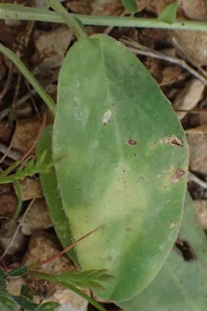 Anthyllis vulneraria subsp. pulchella \ Zierlicher Wundklee / Delicate Kidney Vetch, Kefalonia/Cephalonia Moni Kipouria 15.4.2024