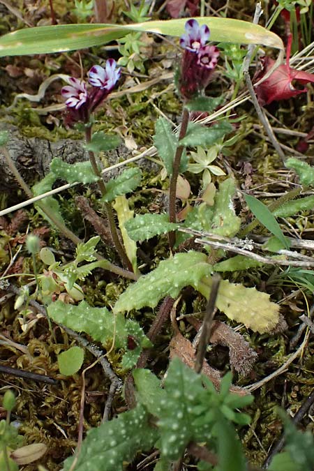Anchusella variegata \ Bunte Ochsenzunge / Variegated Anchusa, Kefalonia/Cephalonia Komitata 16.4.2024