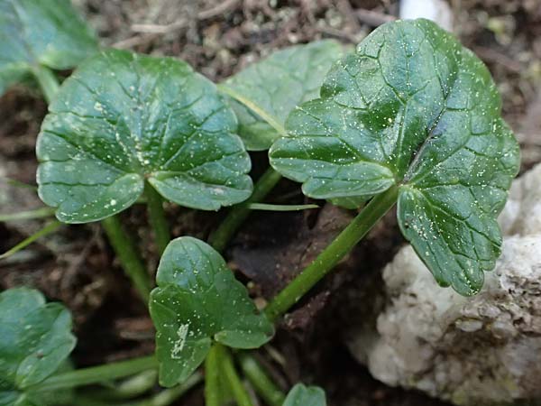 Ficaria chrysocephala \ Goldschopf-Scharbockskraut / Eastern Fig Buttercup, Kefalonia/Cephalonia Ainos 18.4.2024