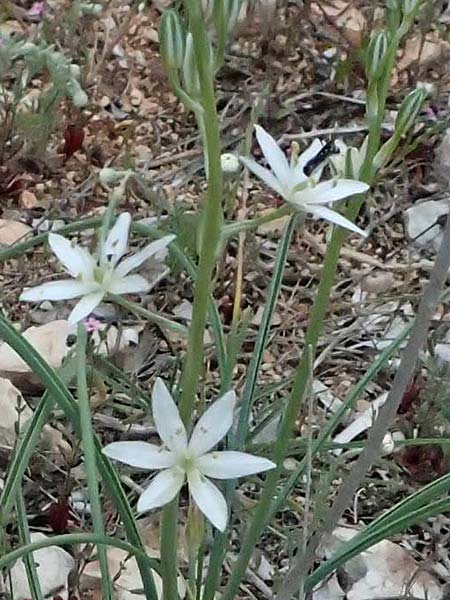 Ornithogalum narbonense \ Berg-Milchstern / Pyramidal Star of Bethlehem, Kefalonia/Cephalonia Argostoli 19.4.2024