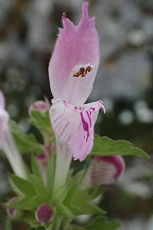 Lamium garganicum subsp. striatum \ Gestreifte Gargano-Taubnessel / Striped Red Dead-Nettle, Kefalonia/Cephalonia Ainos 18.4.2024