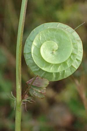 Medicago orbicularis \ Schneckenklee / Button Clover, Kefalonia/Cephalonia Fiskardo 16.4.2024