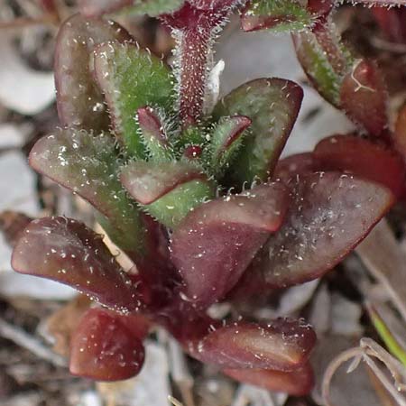 Silene sedoides / Hairy Catchfly, Cephalonia Argostoli 19.4.2024