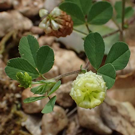 Trifolium campestre \ Gelber Acker-Klee, Feld-Klee / Hop Trefoil, Kefalonia/Cephalonia Old Vlachata 22.4.2024