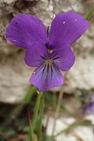 Viola cephalonica \ Kefalonia-Veilchen / Cephalonia Pansy, Kefalonia/Cephalonia Ainos 23.4.2024