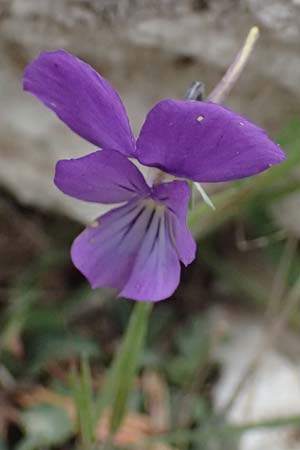 Viola cephalonica \ Kefalonia-Veilchen / Cephalonia Pansy, Kefalonia/Cephalonia Ainos 23.4.2024