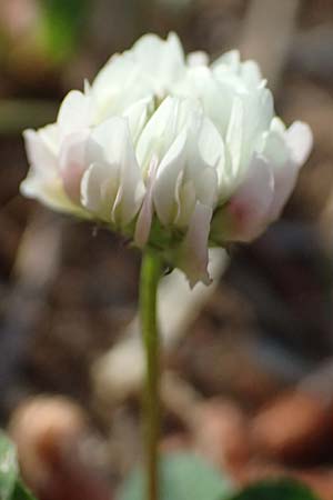 Trifolium spec1 ? / Clover, Cephalonia Argostoli 14.4.2024
