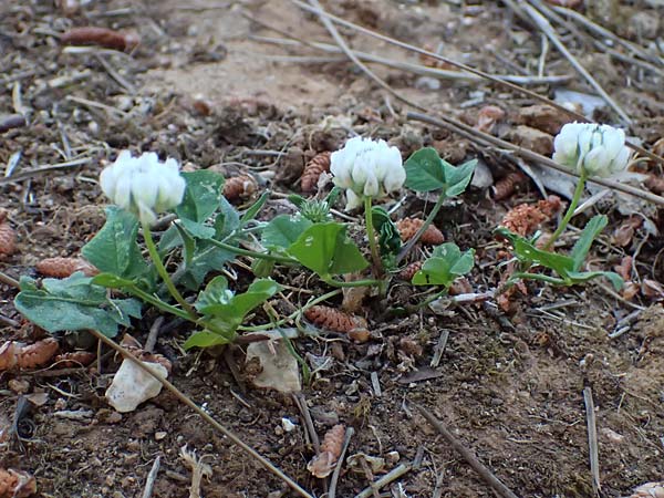 Trifolium spec1 ? / Clover, Cephalonia Argostoli 14.4.2024