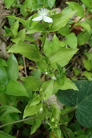 Tradescantia fluminensis \ Rio-Dreimasterblume / Small-Leaf Spiderwort, Kefalonia/Cephalonia Trapezaki 21.4.2024