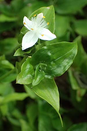 Tradescantia fluminensis \ Rio-Dreimasterblume / Small-Leaf Spiderwort, Kefalonia/Cephalonia Trapezaki 21.4.2024