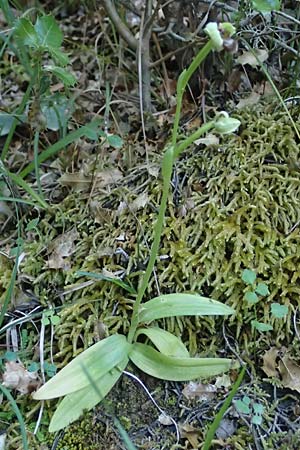 Ophrys bombyliflora \ Bremsen-Ragwurz, Drohnen-Ragwurz, Kefalonia,  Poros 17.4.2024 