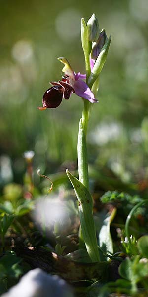 Ophrys cephaloniensis \ Kefalonia-Ragwurz / Cephalonia Bee Orchid, Kefalonia/Cephalonia,  Ainos 18.4.2017 (Photo: Helmut Presser)