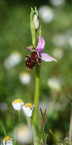 Ophrys cephaloniensis / Cephalonia Bee Orchid, Cephalonia,  Ainos 18.4.2017 (Photo: Helmut Presser)