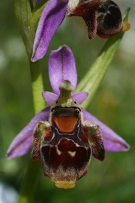 Ophrys cephaloniensis \ Kefalonia-Ragwurz / Cephalonia Bee Orchid, Kefalonia/Cephalonia,  Ainos 18.4.2017 (Photo: Helmut Presser)