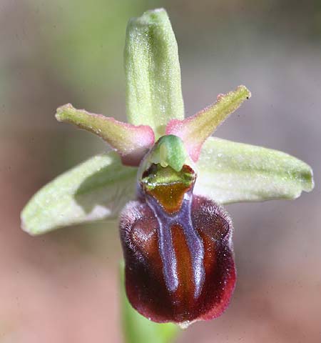 Ophrys grammica / Grammos Orchid, Cephalonia,   29.3.2010 (Photo: Helmut Presser)