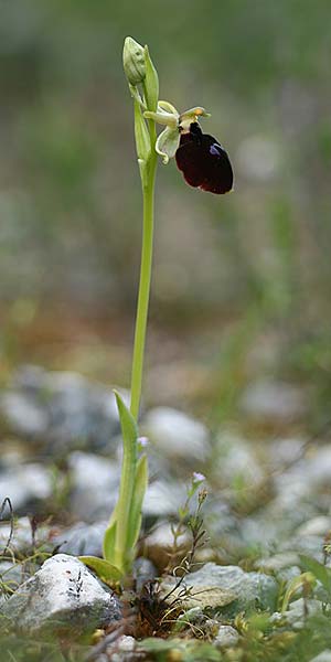 Ophrys mavromata / Black-Eyes Orchid, Cephalonia,  North 16.4.2017 (Photo: Helmut Presser)