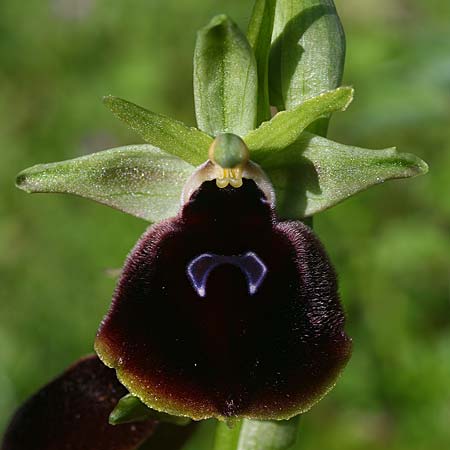 Ophrys mavromata / Black-Eyes Orchid, Cephalonia,  Northeast 16.4.2017 (Photo: Helmut Presser)