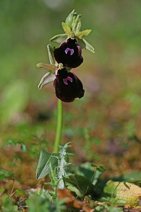 Ophrys mavromata / Black-Eyes Orchid, Cephalonia,  Northeast 16.4.2017 (Photo: Helmut Presser)