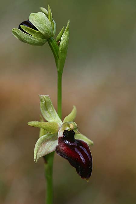 Ophrys mavrochila \ Schwarzlippige Ragwurz / Black-Lipped Spider Orchid (Locus classicus), Kefalonia/Cephalonia,  Kap Mounda 19.4.2017 (Photo: Helmut Presser)