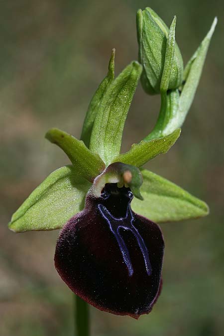 Ophrys mavrochila \ Schwarzlippige Ragwurz / Black-Lipped Spider Orchid (Locus classicus), Kefalonia/Cephalonia,  Kap Mounda 19.4.2017 (Photo: Helmut Presser)