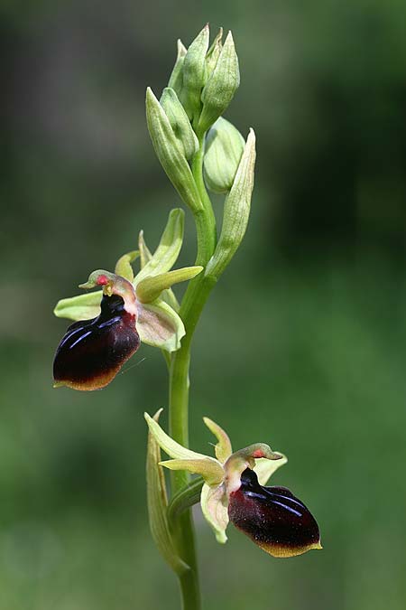 Ophrys mavrochila \ Schwarzlippige Ragwurz / Black-Lipped Spider Orchid (Locus classicus), Kefalonia/Cephalonia,  Kap Mounda 19.4.2017 (Photo: Helmut Presser)