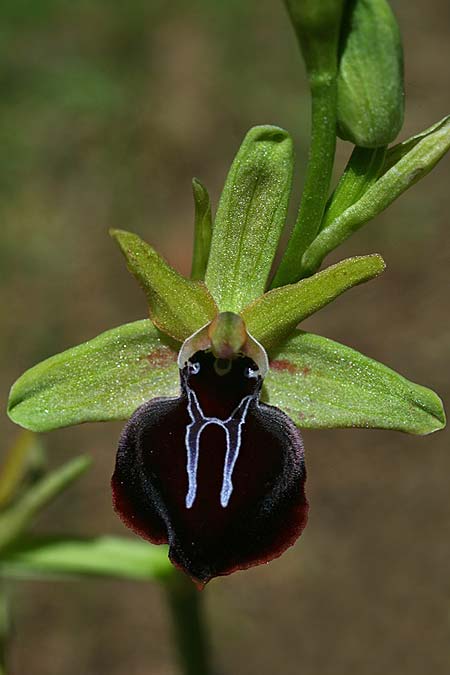 Ophrys mavrochila \ Schwarzlippige Ragwurz / Black-Lipped Spider Orchid (Locus classicus), Kefalonia/Cephalonia,  Kap Mounda 19.4.2017 (Photo: Helmut Presser)