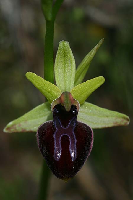 Ophrys mavrochila \ Schwarzlippige Ragwurz / Black-Lipped Spider Orchid (Locus classicus), Kefalonia/Cephalonia,  Kap Mounda 19.4.2017 (Photo: Helmut Presser)
