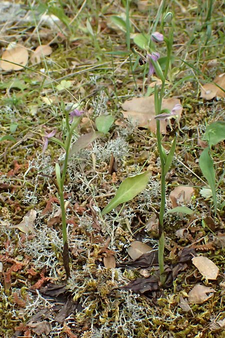 Ophrys cerastes \ Langhornige Ragwurz / Horsefly Bee Orchid (?), Kefalonia/Cephalonia,  Sami 22.4.2024 