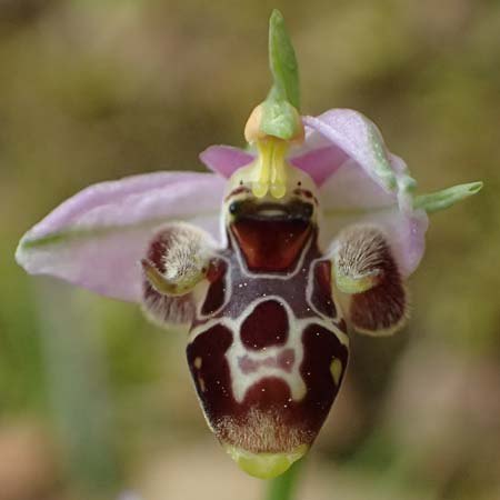 Ophrys cerastes \ Langhornige Ragwurz / Horsefly Bee Orchid (?), Kefalonia/Cephalonia,  Sami 22.4.2024 
