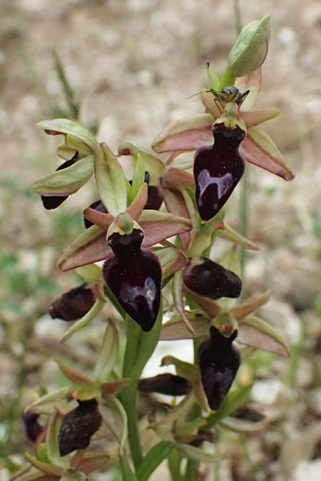 Ophrys ferrum-equinum var. gottfriediana \ Gottfried Kellers Ragwurz / Gottfried Keller's Bee Orchid, Kefalonia/Cephalonia,  Komitata 16.4.2024 