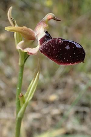 Ophrys mavrochila \ Schwarzlippige Ragwurz / Black-Lipped Spider Orchid (Locus classicus), Kefalonia/Cephalonia,  Kap Mounda 17.4.2024 