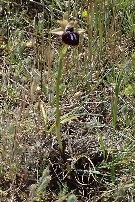 Ophrys mavrochila \ Schwarzlippige Ragwurz / Black-Lipped Spider Orchid (Locus classicus), Kefalonia/Cephalonia,  Kap Mounda 17.4.2024 