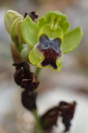 Ophrys sicula \ Kleine Gelbe Ragwurz / Sicilian Bee Orchid, Kefalonia/Cephalonia,  Road 50 n Fragkata 18.4.2024 