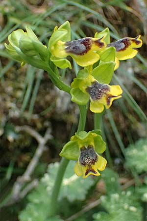 Ophrys sicula \ Kleine Gelbe Ragwurz / Sicilian Bee Orchid, Kefalonia/Cephalonia,  Ainos 18.4.2024 