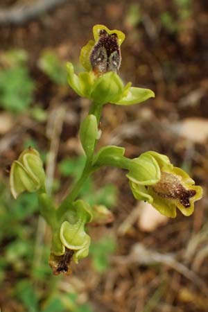 Ophrys sicula \ Kleine Gelbe Ragwurz / Sicilian Bee Orchid, Kefalonia/Cephalonia,  Ainos 23.4.2024 